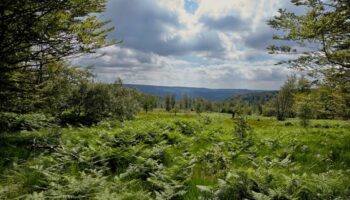 Der Nationalpark Hunsrück-Hochwald besticht durch eine hohe Artenvielfalt. (Archivbild) Foto: Thomas Frey/dpa/dpa-tmn