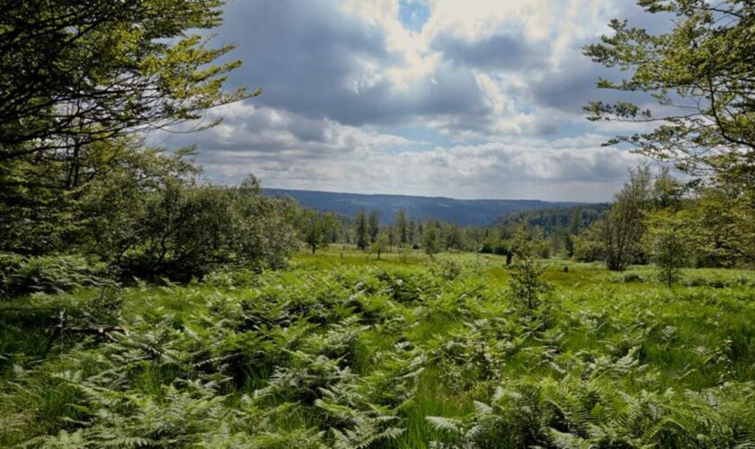 Der Nationalpark Hunsrück-Hochwald besticht durch eine hohe Artenvielfalt. (Archivbild) Foto: Thomas Frey/dpa/dpa-tmn