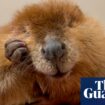 Nibi the beaver sees dam of unwavering support as rescuers try to stop her release into wild