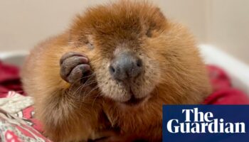 Nibi the beaver sees dam of unwavering support as rescuers try to stop her release into wild