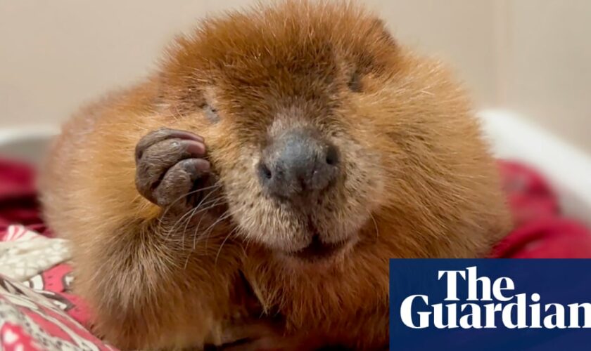 Nibi the beaver sees dam of unwavering support as rescuers try to stop her release into wild