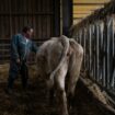 «Nous attendons un coup de pouce du premier ministre» : les agriculteurs impatients de rencontrer Michel Barnier