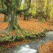 Ocho de los bosques españoles donde más lucen los colores del otoño