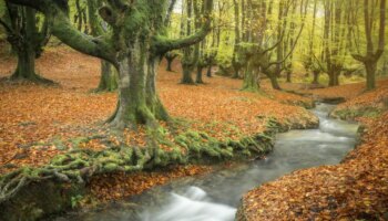 Ocho de los bosques españoles donde más lucen los colores del otoño