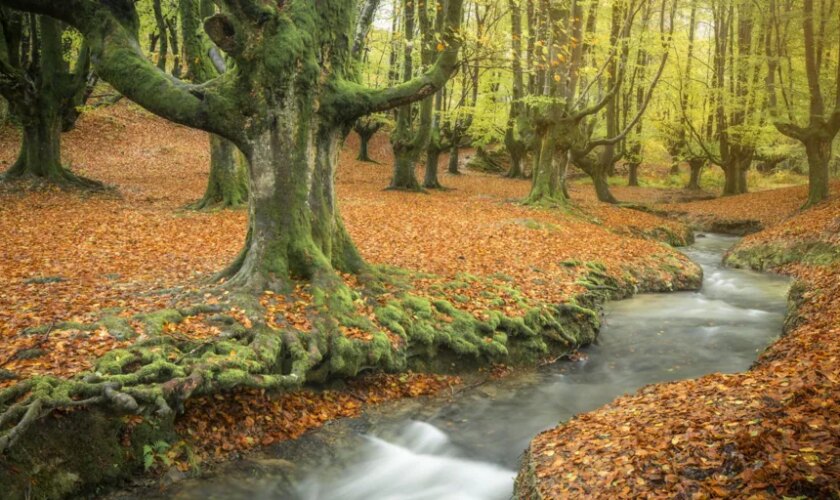 Ocho de los bosques españoles donde más lucen los colores del otoño