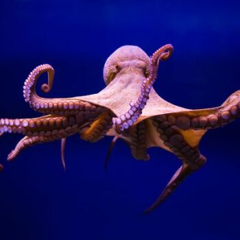 'Octopus is closest we'll come to meeting intelligent alien - but demand for meat threatens them'