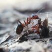 On peut faire du yaourt à partir de fourmis vivantes