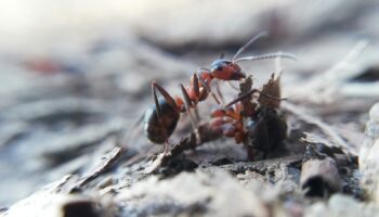 On peut faire du yaourt à partir de fourmis vivantes