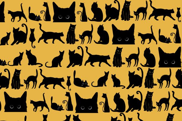 Only those with sharp eyes can spot bat hiding among cats in spooky brainteaser