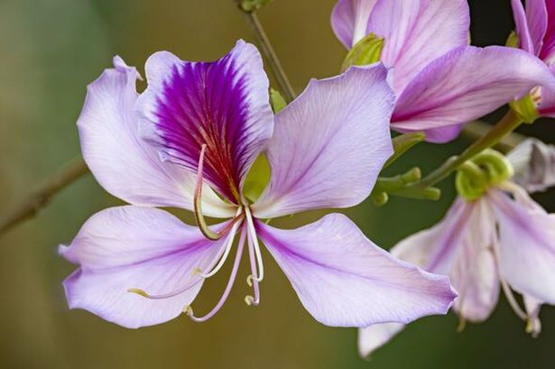 Orchids will 'bloom all year' if you give them one kitchen ingredient scrap