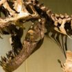 Paläontologin über Dinosaurier-Zähne: War Tyrannosaurus rex ein Knabberer?