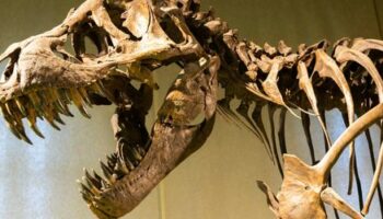 Paläontologin über Dinosaurier-Zähne: War Tyrannosaurus rex ein Knabberer?