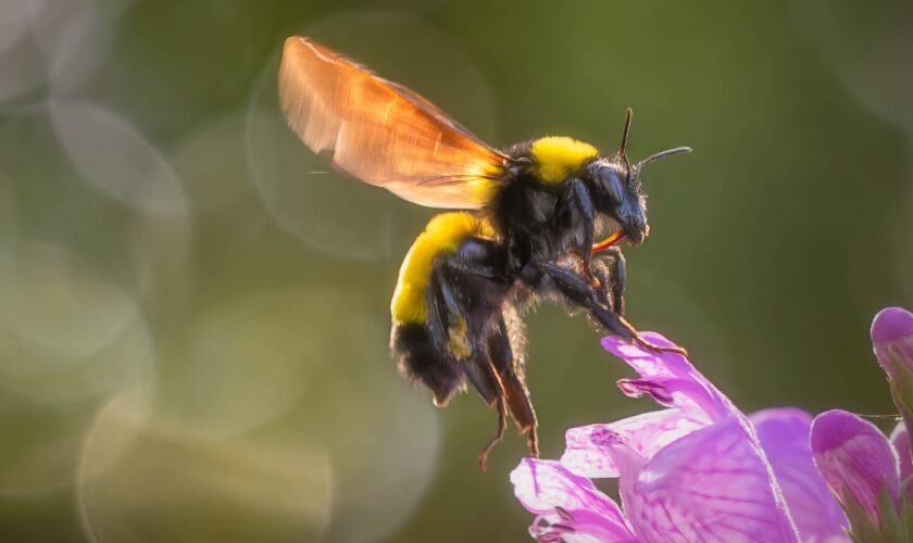 Pour hiberner, les bourdons préfèrent une terre pleine de pesticides