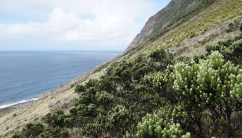 Rare bird at risk of extinction saved by parasitic wasp in remote island lifeline