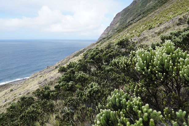 Rare bird at risk of extinction saved by parasitic wasp in remote island lifeline