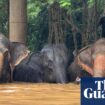 Rescued elephants drown as heavy flooding hits Thai tourist hub Chiang Mai