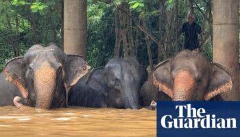 Rescued elephants drown as heavy flooding hits Thai tourist hub Chiang Mai