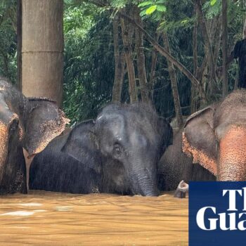 Rescued elephants drown as heavy flooding hits Thai tourist hub Chiang Mai