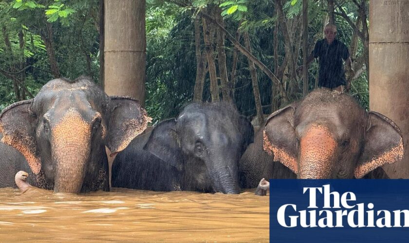 Rescued elephants drown as heavy flooding hits Thai tourist hub Chiang Mai