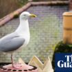 Safe sex for seagulls? Why bird contraception plan in Worcester may not fly