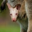 Olaf verzaubert Besucher des Tierparks südlich von Sydney. Foto: Symbio Wildlife Park/dpa