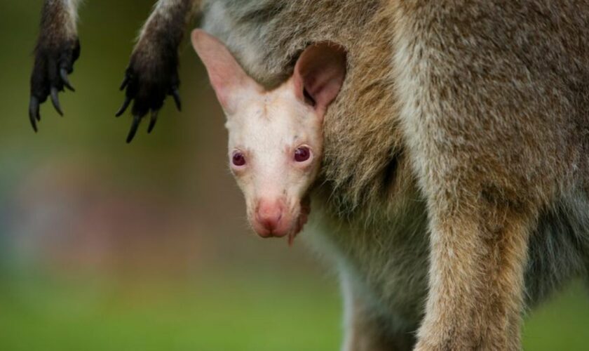 Olaf verzaubert Besucher des Tierparks südlich von Sydney. Foto: Symbio Wildlife Park/dpa