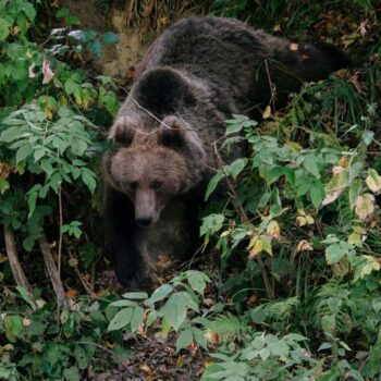 Slovakia: Man attacked by bear succumbs to injuries