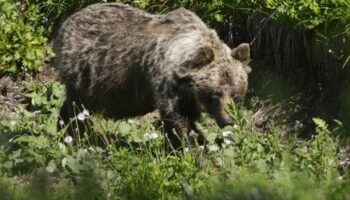 Slowakei: Braunbär tötet Pilzsammler