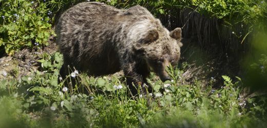 Slowakei: Braunbär tötet Pilzsammler