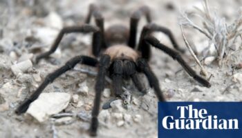 Spider lovers scurry to Colorado as tarantula mating season gets underway