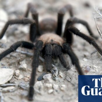 Spider lovers scurry to Colorado as tarantula mating season gets underway