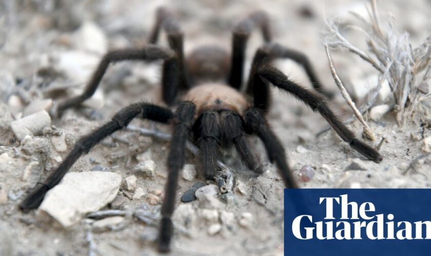 Spider lovers scurry to Colorado as tarantula mating season gets underway