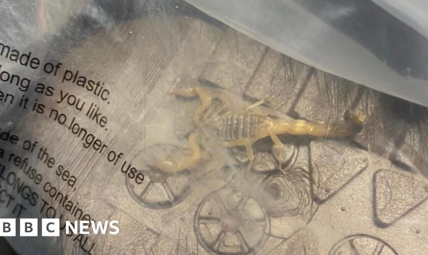 Student finds scorpion crawling inside Shein parcel