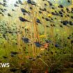 Tadpoles steal show in wildlife photography contest