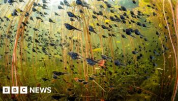 Tadpoles steal show in wildlife photography contest