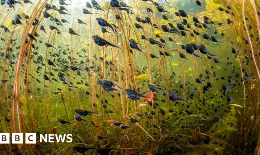 Tadpoles steal show in wildlife photography contest