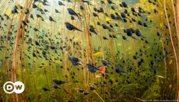 Tadpoles top Wildlife Photography Contest 2024