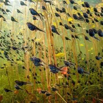 Tadpoles top Wildlife Photography Contest 2024