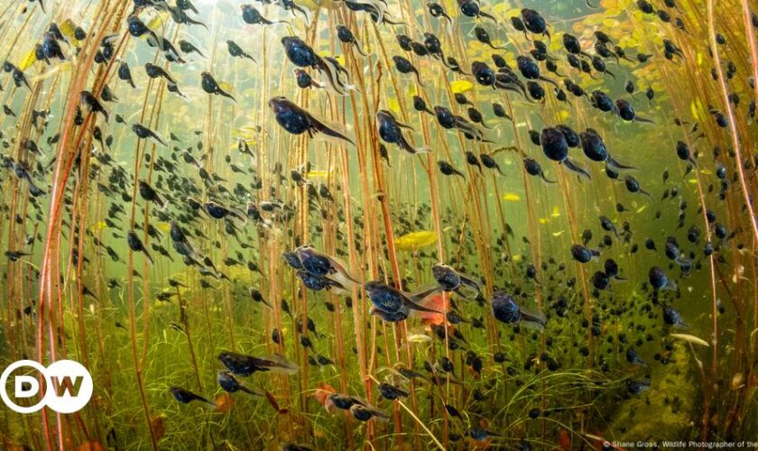 Tadpoles top Wildlife Photography Contest 2024