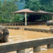 Thailand: Cats and elephants threatened by monsoon flood