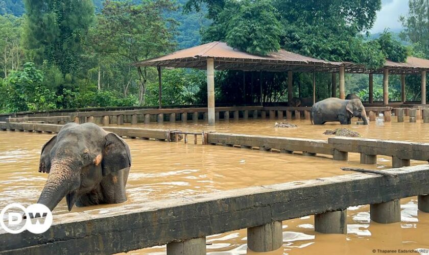 Thailand: Cats and elephants threatened by monsoon flood