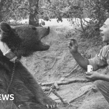 The bear who was a private in the Polish army