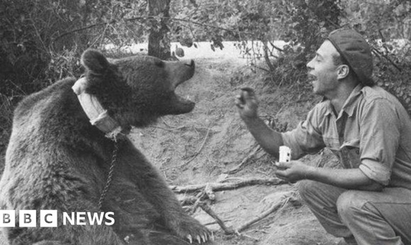 The bear who was a private in the Polish army