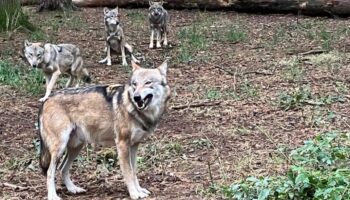 Romulus (vorne) kann nicht der Vater der jungen Wölfe sein, die im Frühjahr zur Welt kamen. Doch wer ist es dann? Foto: Michael