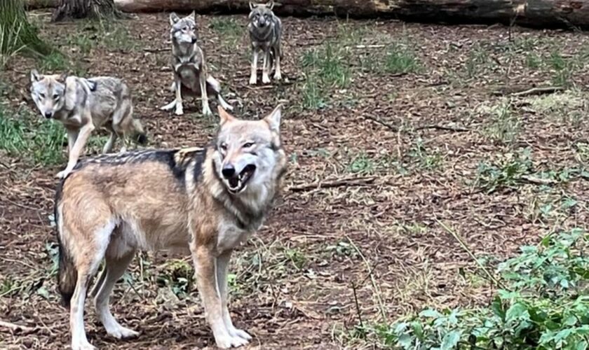 Romulus (vorne) kann nicht der Vater der jungen Wölfe sein, die im Frühjahr zur Welt kamen. Doch wer ist es dann? Foto: Michael