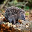 Igel können bei milden Temperaturen noch bis Ende Dezember unterwegs sein. (Archivbild) Foto: Jonas Walzberg/dpa