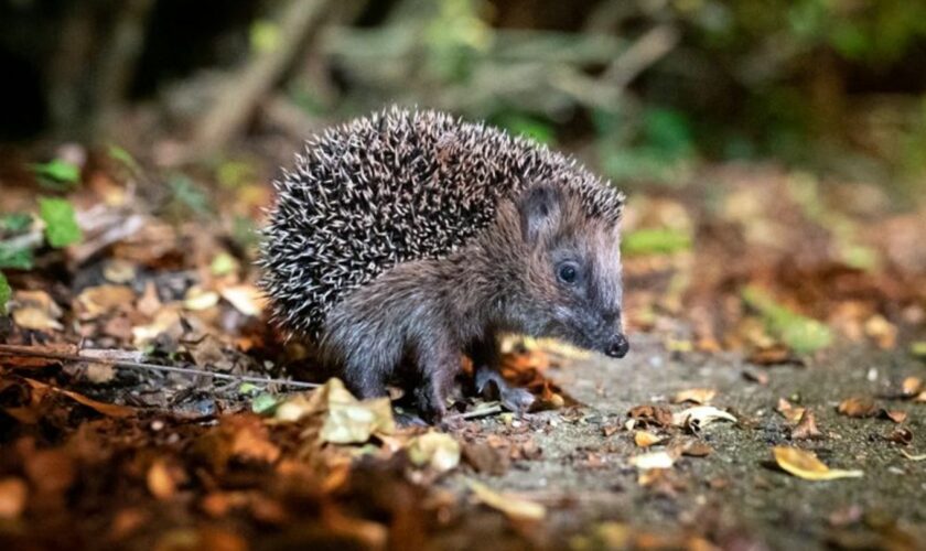 Igel können bei milden Temperaturen noch bis Ende Dezember unterwegs sein. (Archivbild) Foto: Jonas Walzberg/dpa