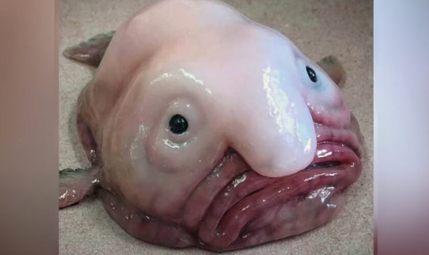 Tout ce que vous ne savez pas sur le blobfish, connu sur internet comme l'animal le plus moche du monde