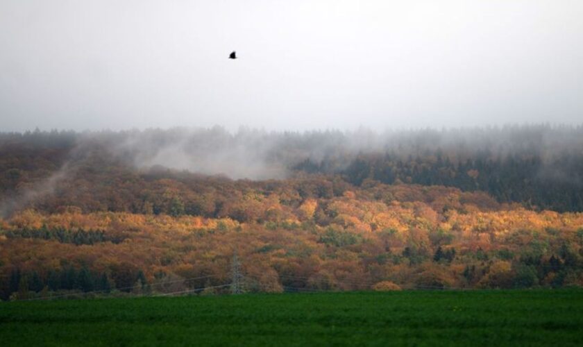 Wegen des Klimawandels ist der Zustand vieler Wälder in Niedersachsen schlecht. (Archivfoto) Foto: Alicia Windzio/dpa