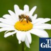 UK may approve bee-killing pesticide despite election promise to ban it